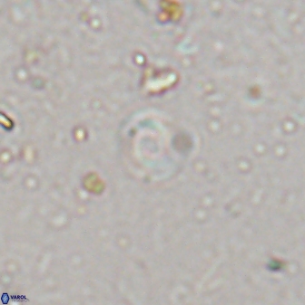 Retulofenestra dictyoda 30458