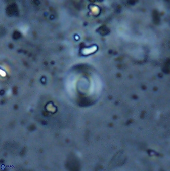 Retulofenestra dictyoda 30459