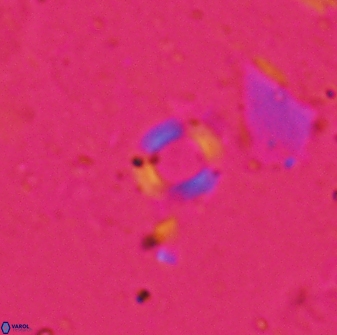 Retulofenestra pospichalii 30460