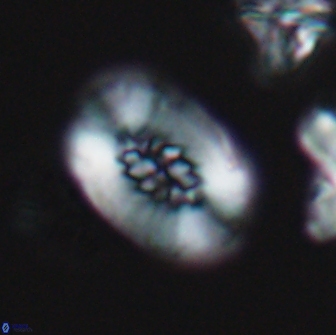 Retecapsa ficula 13816