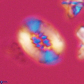 Retecapsa ficula 13817