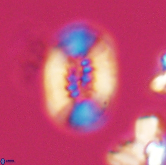 Retecapsa ficula 13818