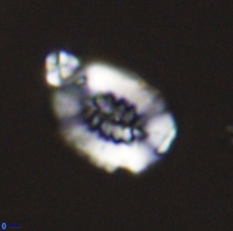 Retecapsa ficula 37352