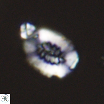 Retecapsa ficula 37352