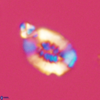 Retecapsa ficula 37353