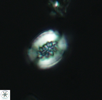Retecapsa ficula 3144
