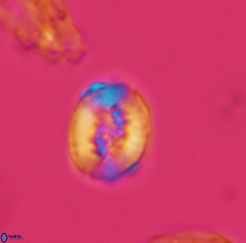 Retecapsa ficula 3146