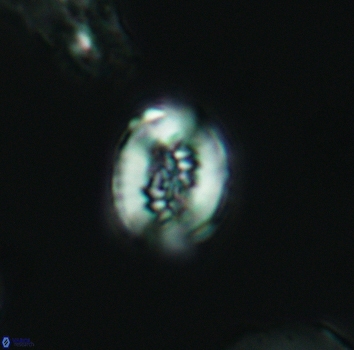 Retecapsa ficula 3147