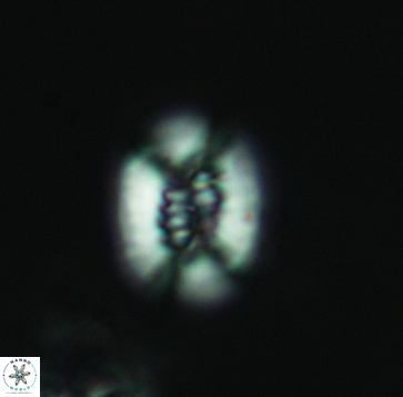 Retecapsa ficula 3246