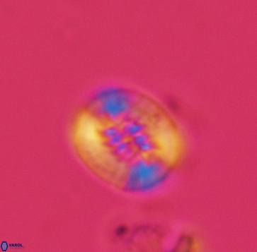 Retecapsa ficula 3248