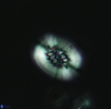 Retecapsa ficula 3249