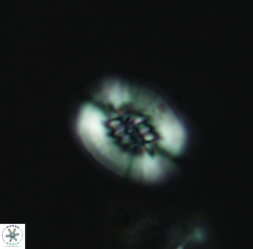 Retecapsa ficula 3249