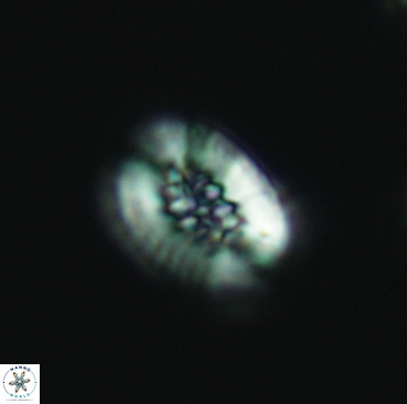 Retecapsa ficula 3364