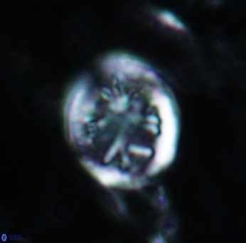 Retecapsa schizobrachiata 1759