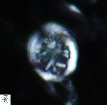 Retecapsa schizobrachiata 1759