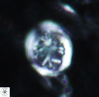 Retecapsa schizobrachiata 1761
