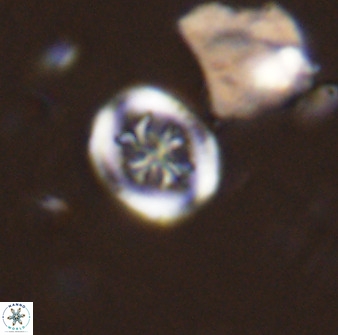 Retecapsa schizobrachiata 38378