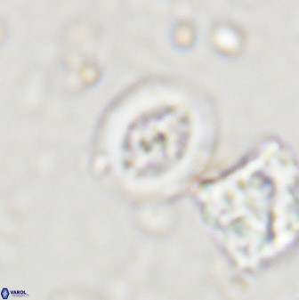 Retecapsa schizobrachiata 38386