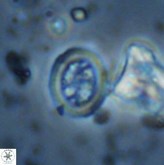 Retecapsa schizobrachiata 38388