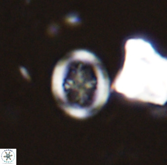Retecapsa schizobrachiata 38380