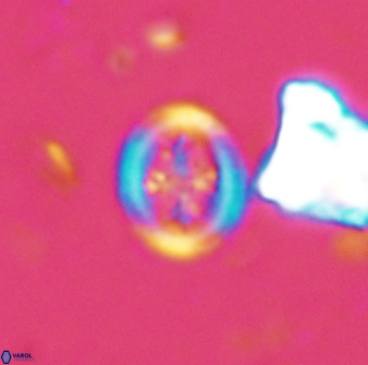 Retecapsa schizobrachiata 38381