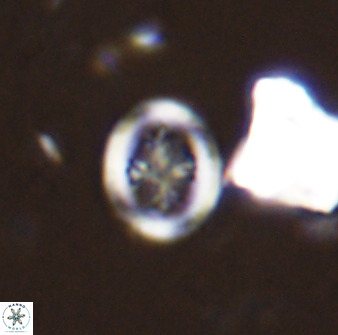 Retecapsa schizobrachiata 38382