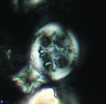 Retecapsa schizobrachiata 3238