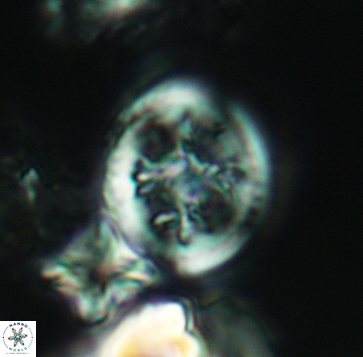 Retecapsa schizobrachiata 3238