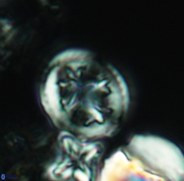 Retecapsa schizobrachiata 3240