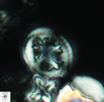 Retecapsa schizobrachiata 3240