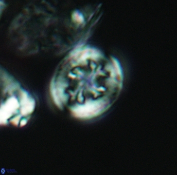 Retecapsa schizobrachiata 3258