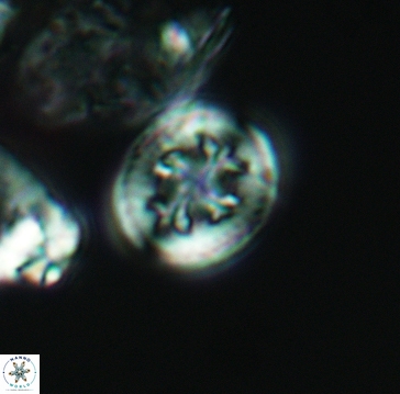 Retecapsa schizobrachiata 3258