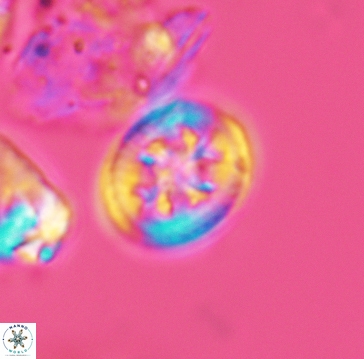 Retecapsa schizobrachiata 3259