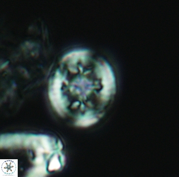 Retecapsa schizobrachiata 3260