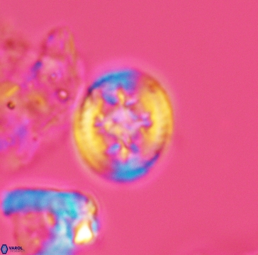 Retecapsa schizobrachiata 3261