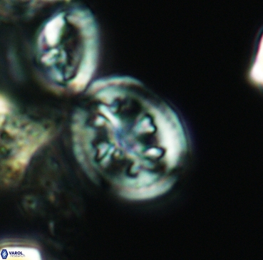 Retecapsa schizobrachiata 3357