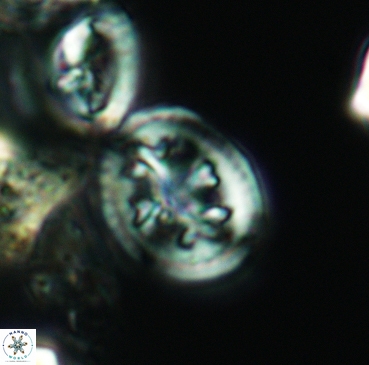 Retecapsa schizobrachiata 3357