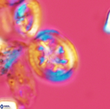 Retecapsa schizobrachiata 3358