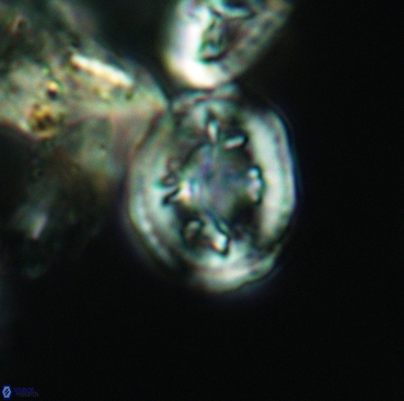 Retecapsa schizobrachiata 3359