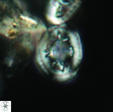 Retecapsa schizobrachiata 3359