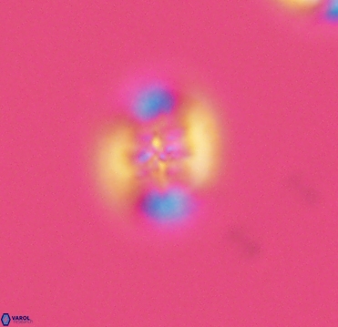 Retecapsa sinuosa 4124