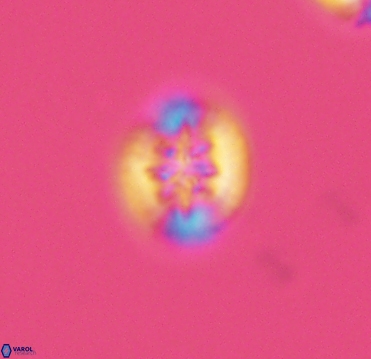 Retecapsa sinuosa 4125