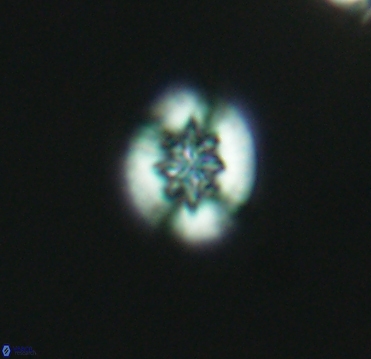 Retecapsa sinuosa 4126