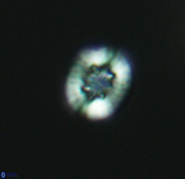 Retecapsa sinuosa 4127