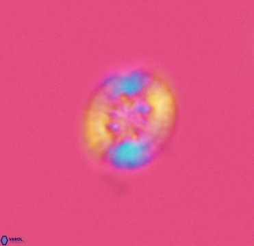 Retecapsa sinuosa 4128