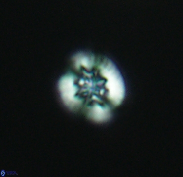 Retecapsa sinuosa 4121