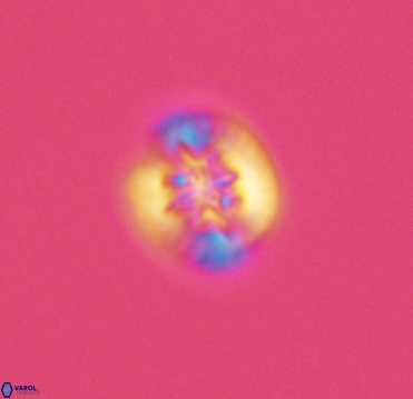 Retecapsa sinuosa 4122