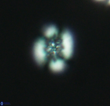 Retecapsa sinuosa 4123