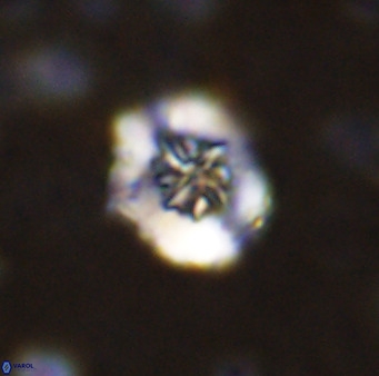 Retecapsa sinuosa 42543