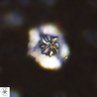 Retecapsa sinuosa 42543